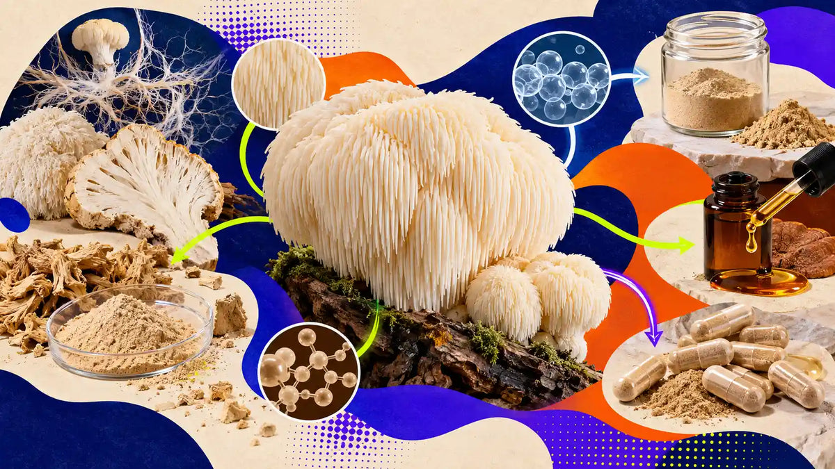 Hericium erinaceus : mycélium ou carpophore, ce que ça change Image