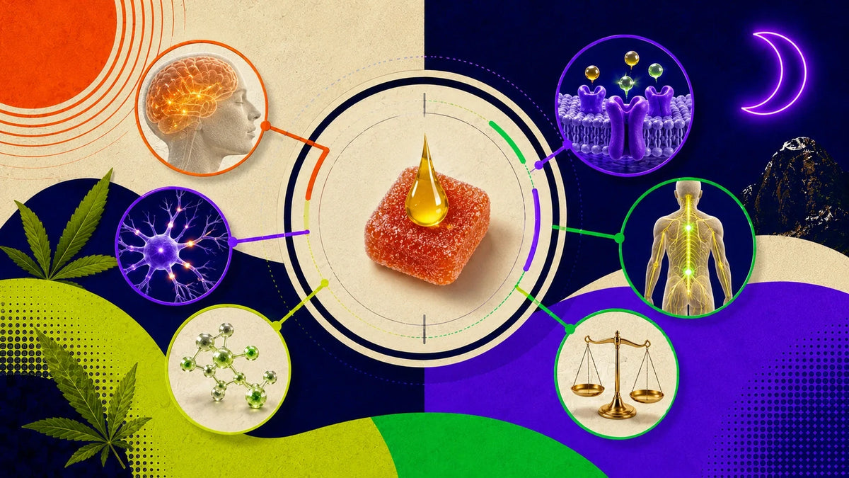 Système endocannabinoïde : comment CBD et THC agissent sur le corps