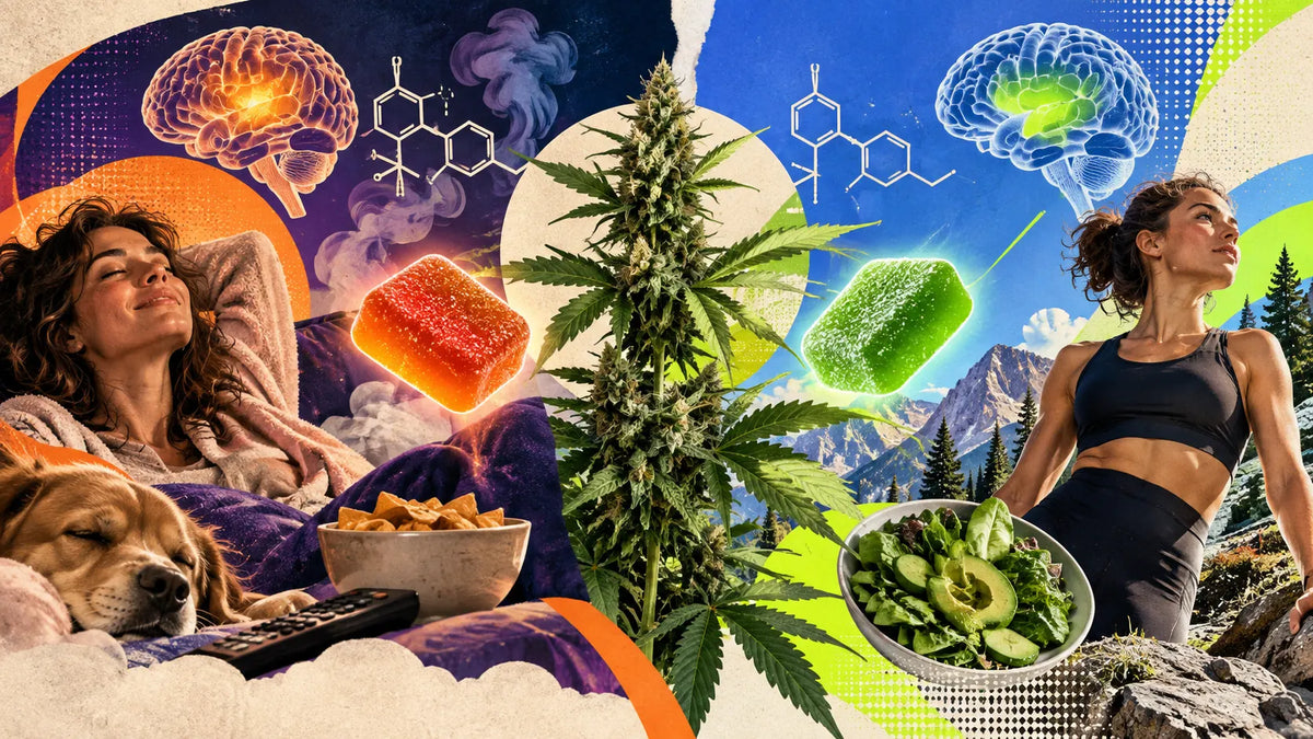 THCV : la molécule du chanvre qui fait l'inverse du THC Image
