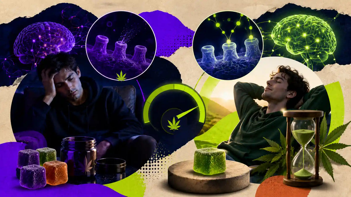 Tolérance au THC : pourquoi ça ne fait plus effet et comment la remettre à zéro